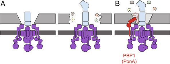 Diagram of the flagellar motor and switch complex